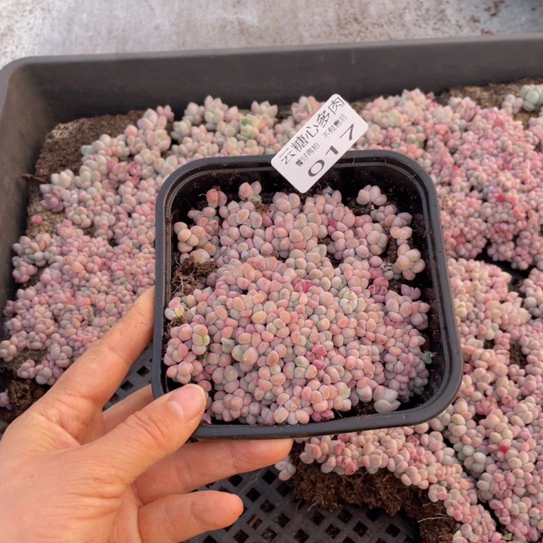 云糖心多肉植物017