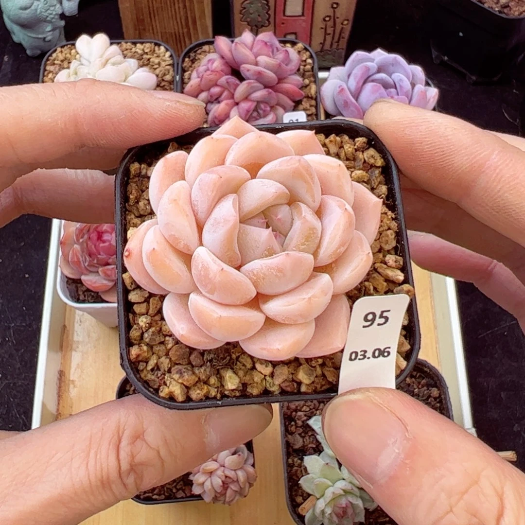 好好看95、哈哈哈哈