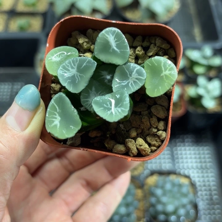 望乡万象多肉植物
