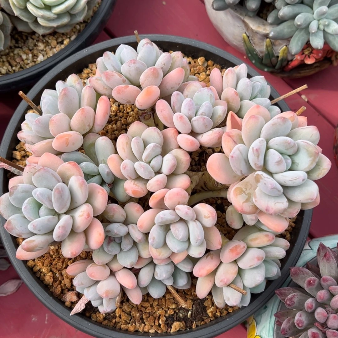 三明治美人一物一拍