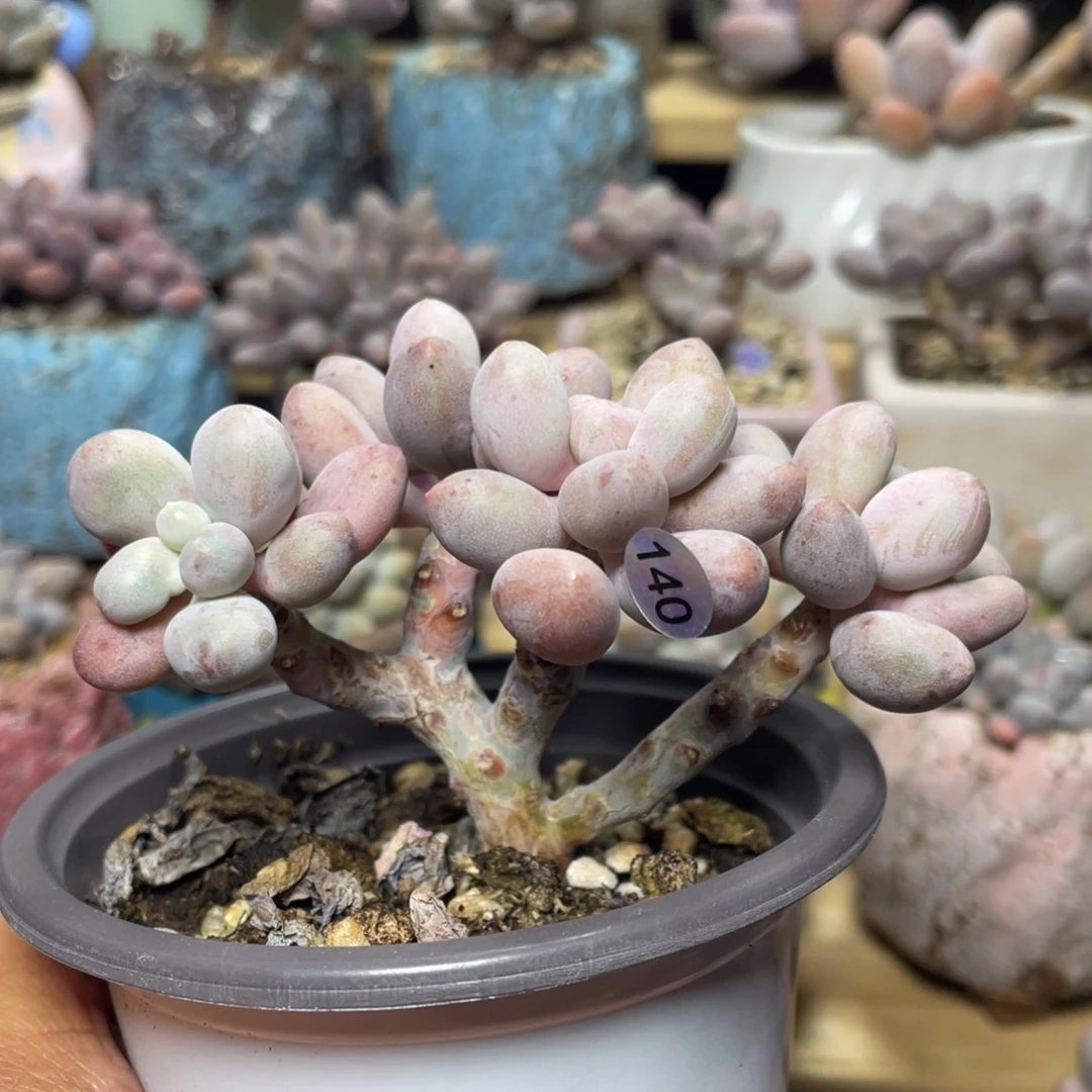 仙子奶酪多肉植物