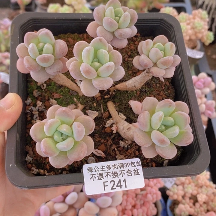 白鹿老桩241多肉植物 