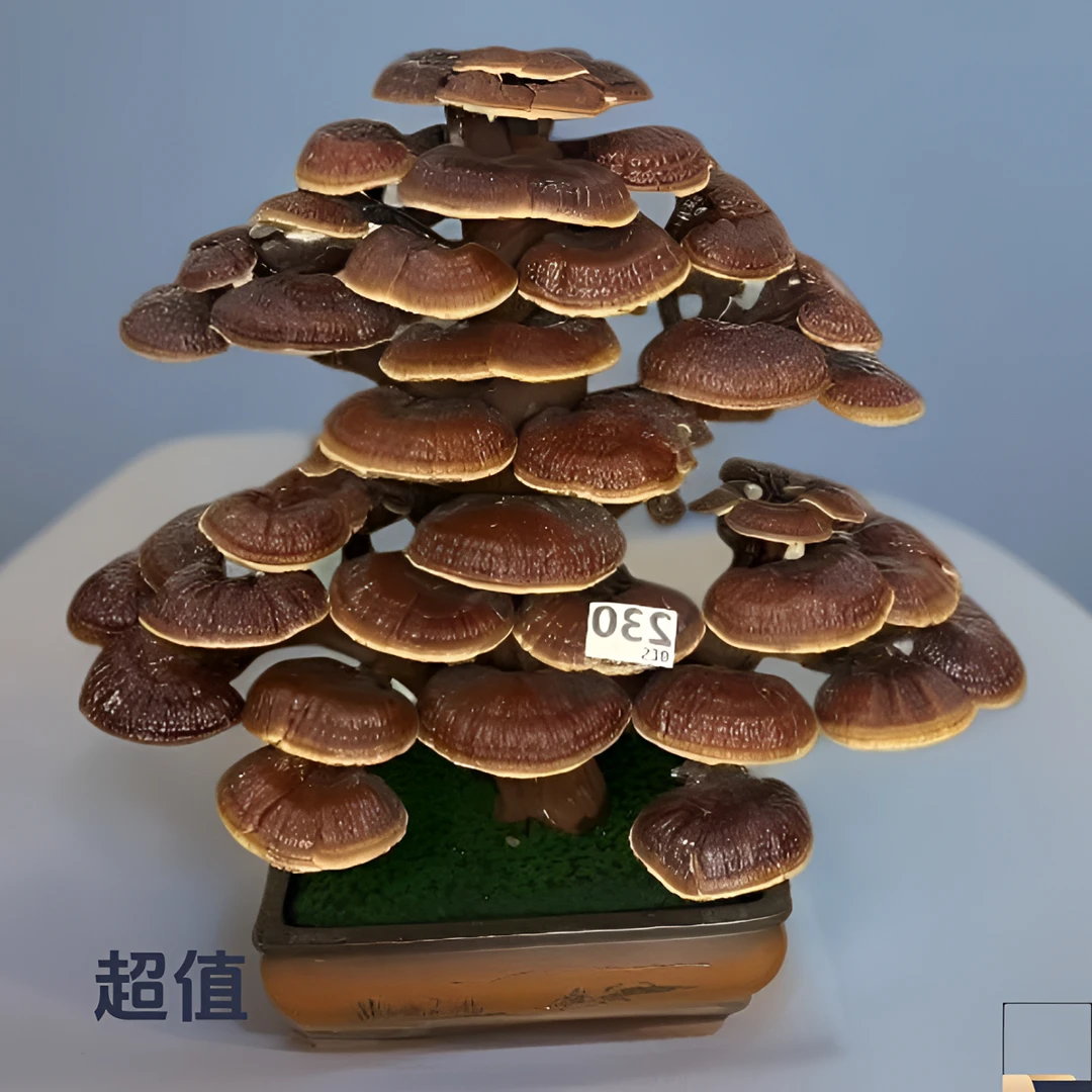 活体嫁接灵芝盆景、乔迁新居、开业庆典、走亲访友、煲汤炖肉泡茶泡酒