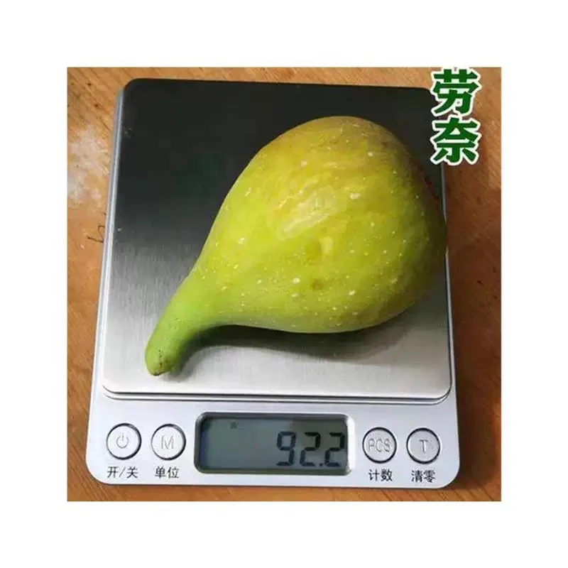 芭劳奈正宗无花果树苗南北方种植丰产当年种当年结果盆栽地栽
