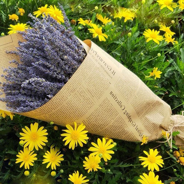 新疆伊犁薰衣草干花束纯天然真花可适合客厅装饰