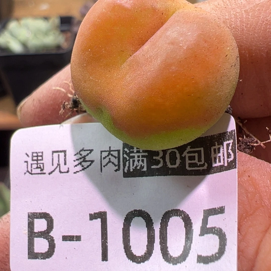 多肉植物1111111111111111111
