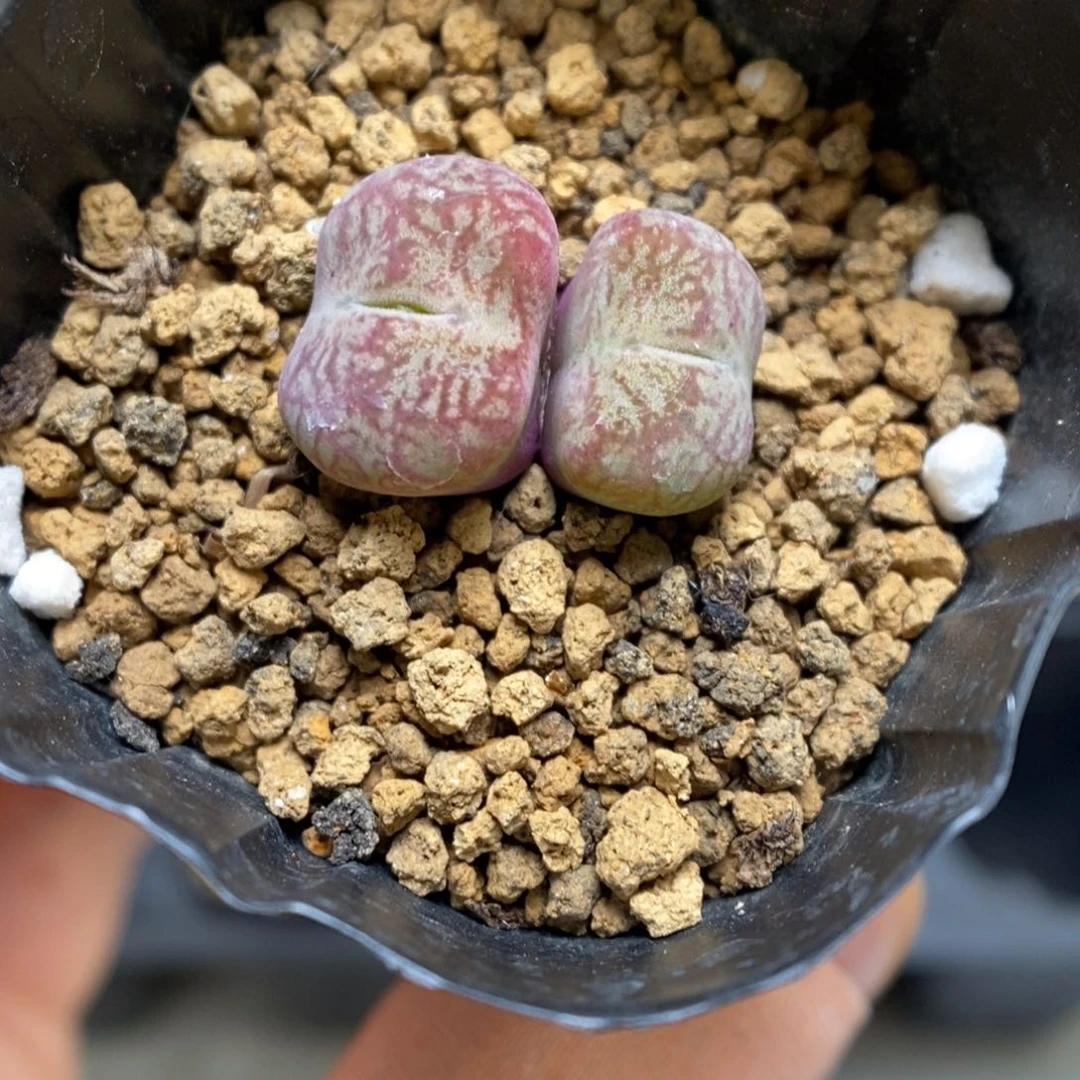 多肉植物肉锥杂交K-3654 墨杂