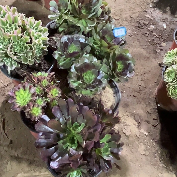 387多肉植物组合，