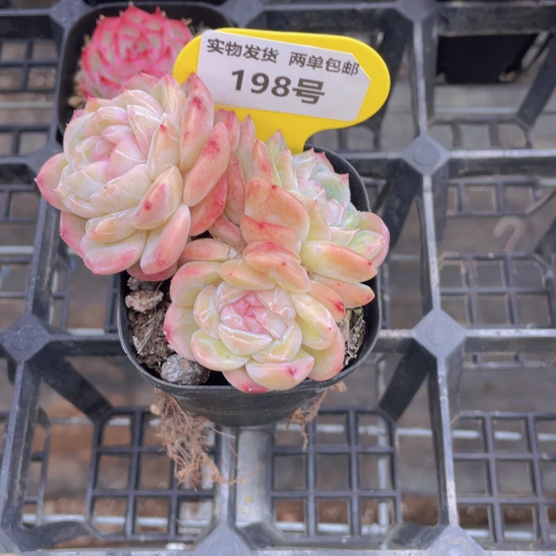 198号 全状态糖心干冰多头