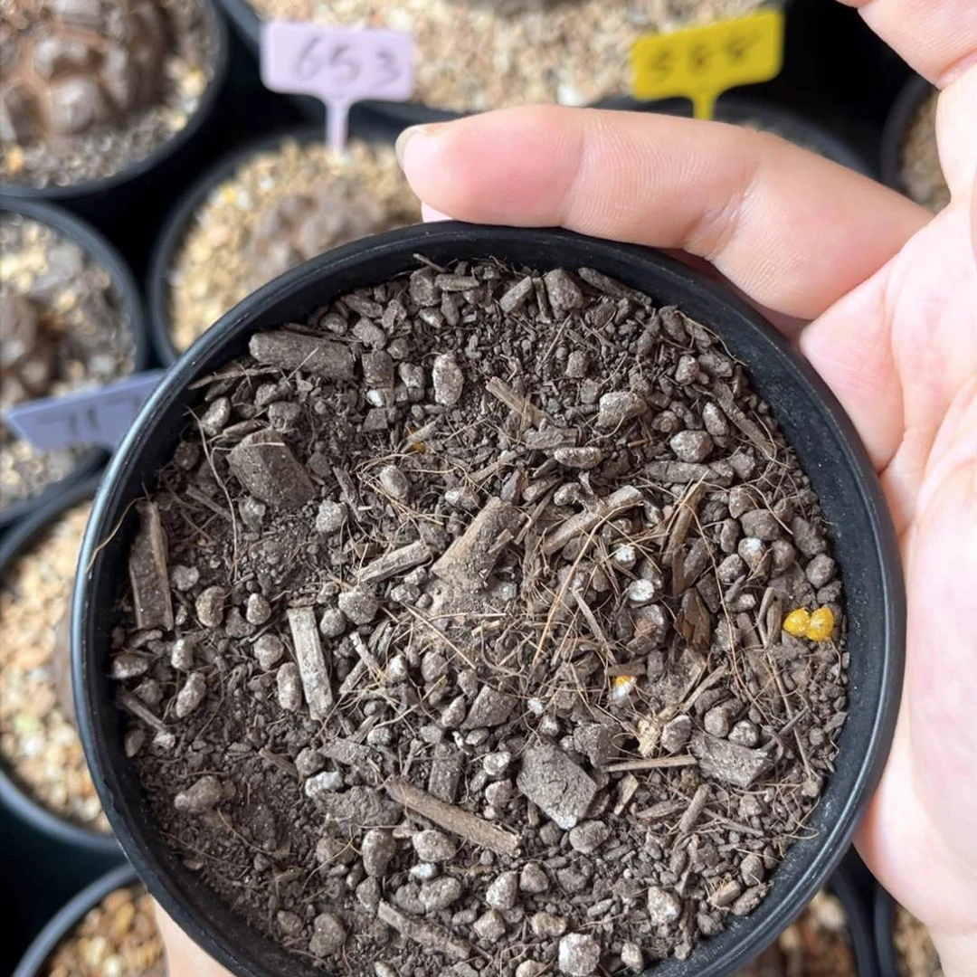 盲盒龟甲龙3公分以上