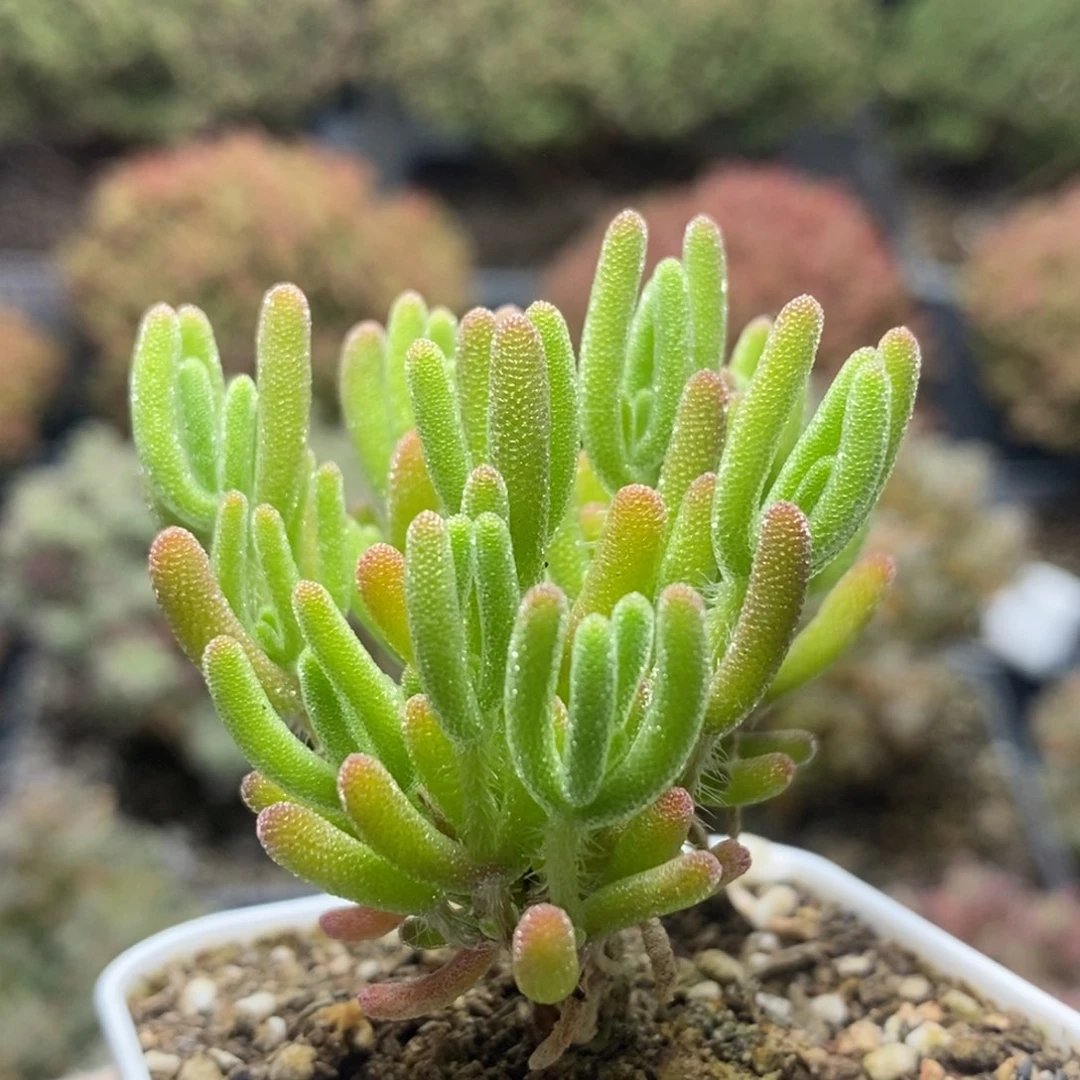 荧光兔锦8044枝干番杏