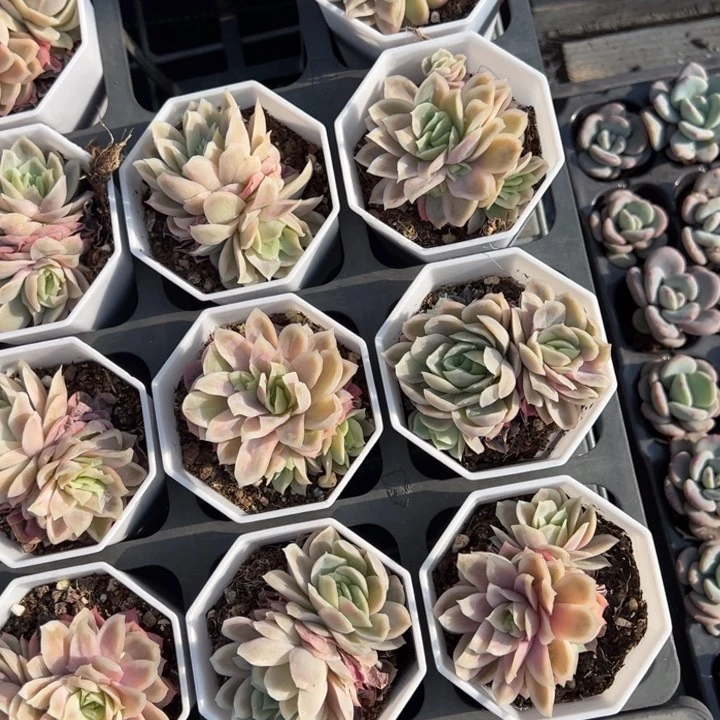 冰片锦一颗量拍多肉满20包邮初7发