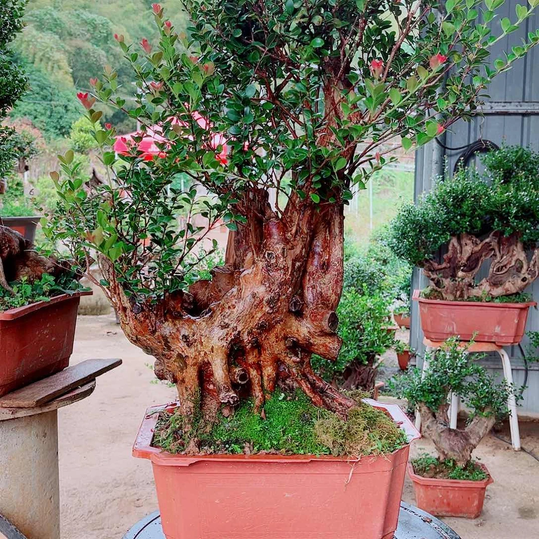 梅***庙赤楠赤楠赤楠赤楠