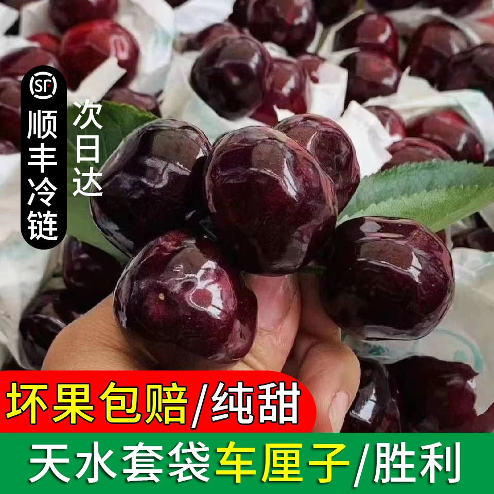 甘肃天水大樱桃胜利
