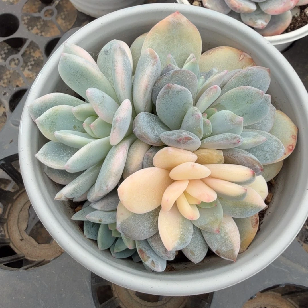 橙梦露锦腹欧你锦朵朵缀化