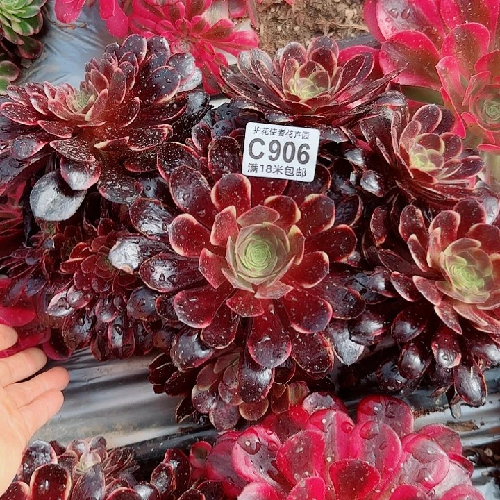 多肉法师欧嘉莉缀化hua