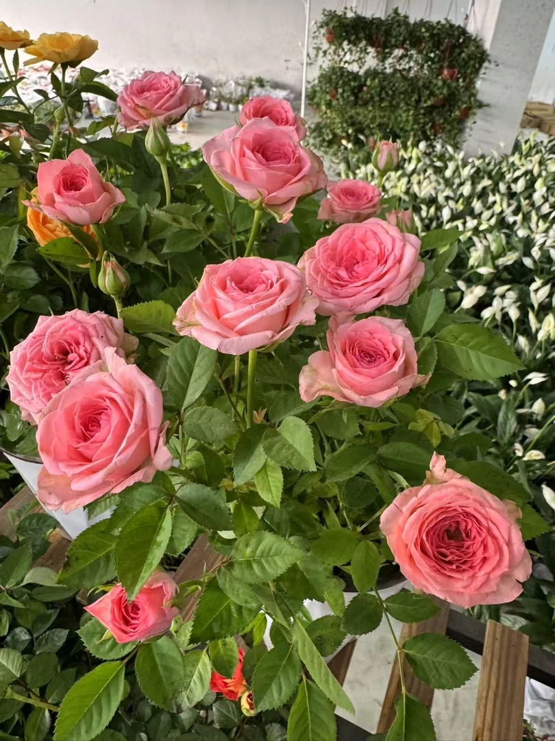 西藏包邮绿植-月季玫瑰花