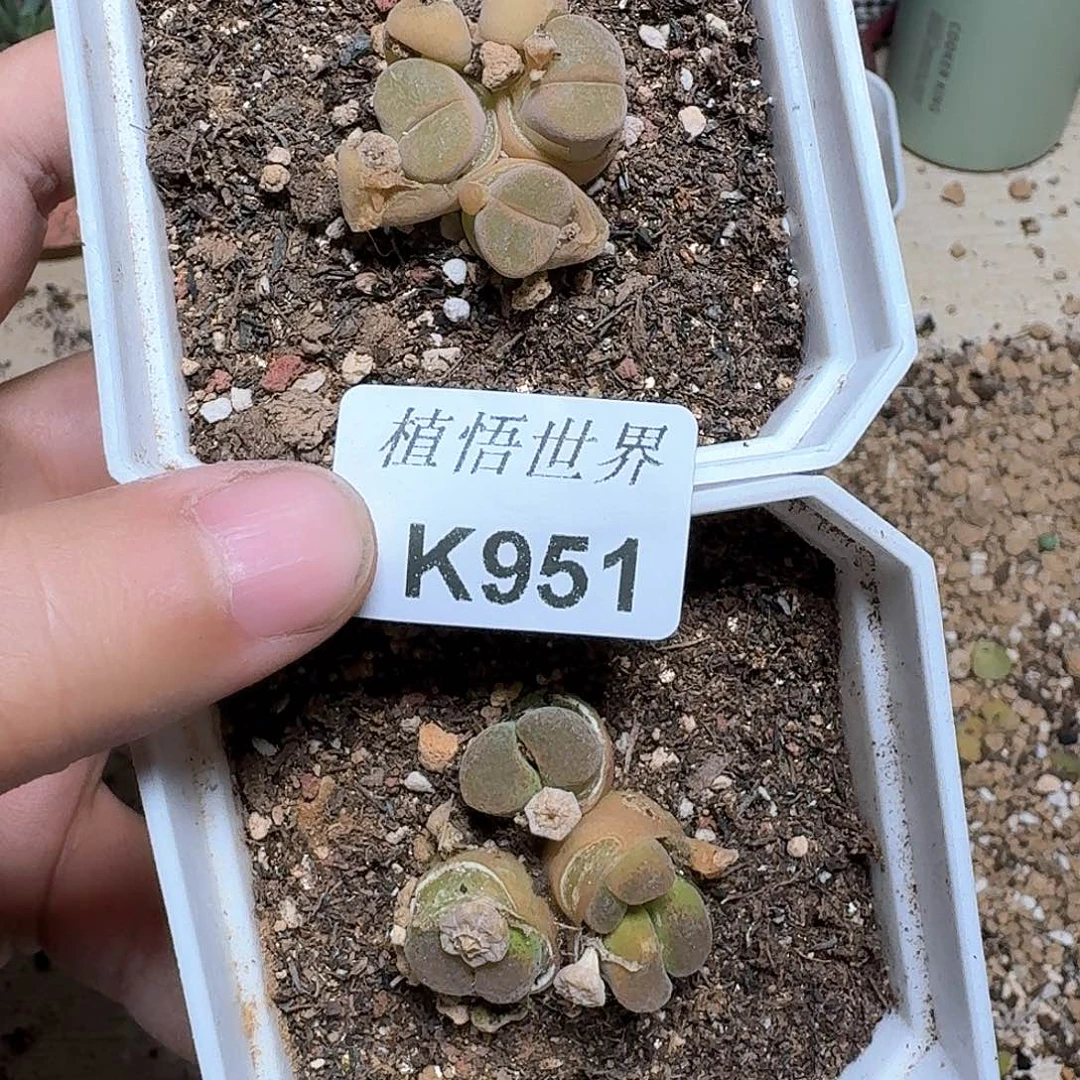 951号多肉植物提取c g