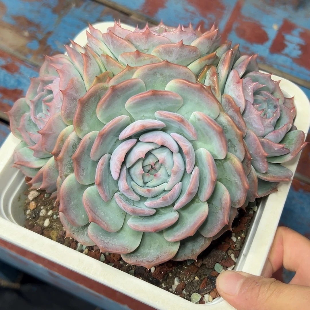 多肉植物一物一拍018