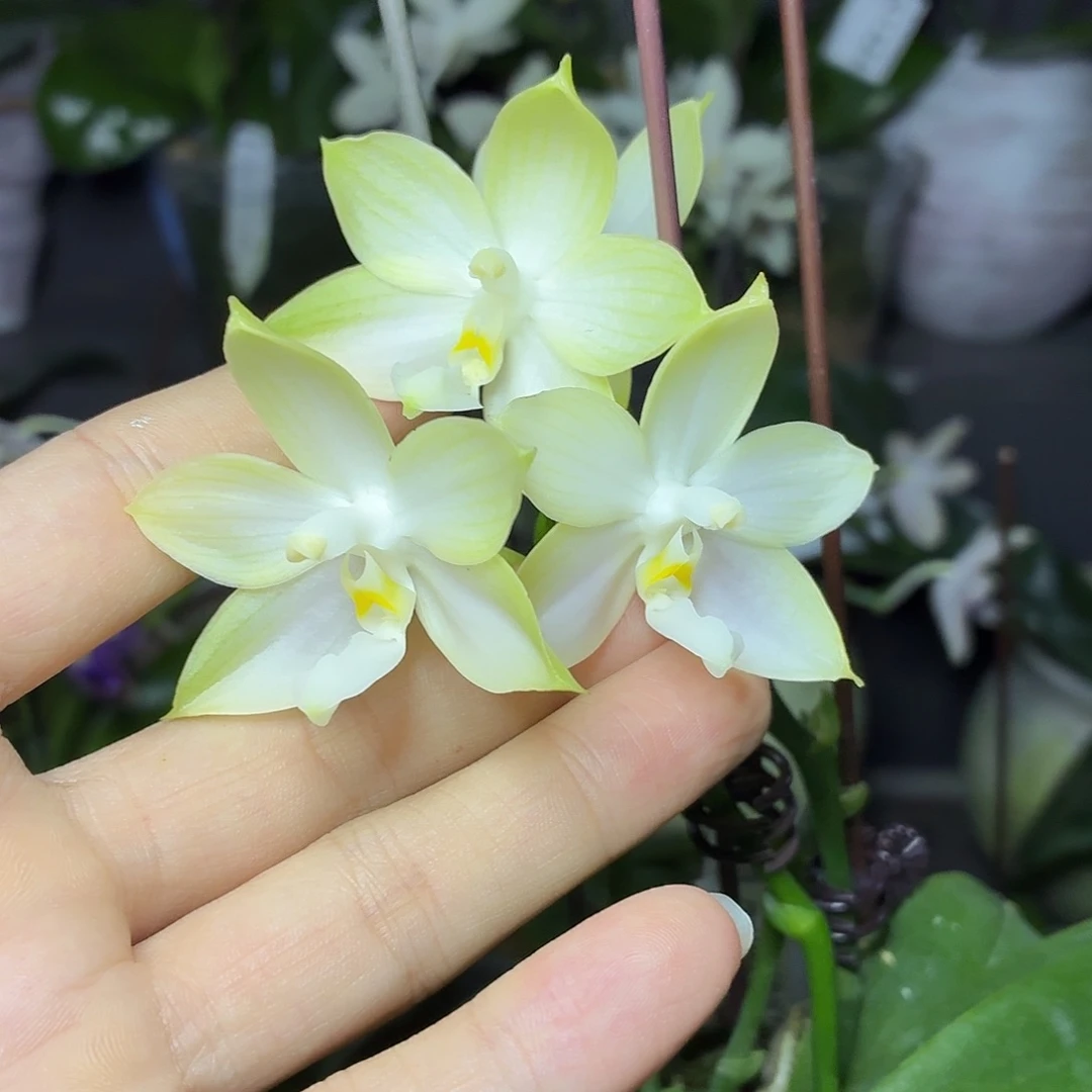 当前无花朵，栽培后可花朵A1325yss1181