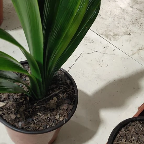 完全开放翡翠1111111111