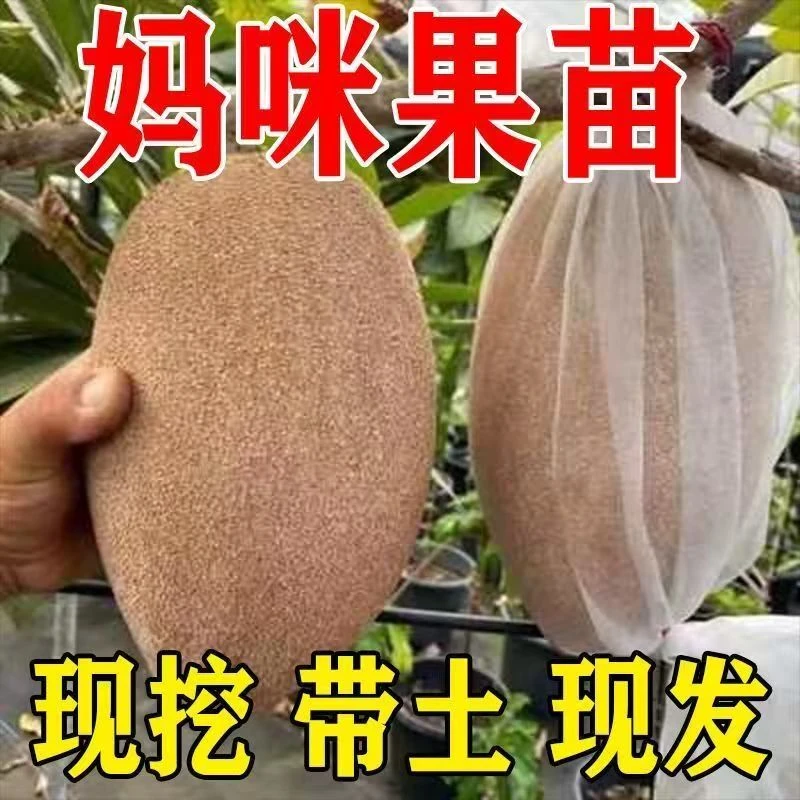 【马嘉纳妈咪果树苗】新品种麻美果树盆栽地栽阳台庭院四季种植