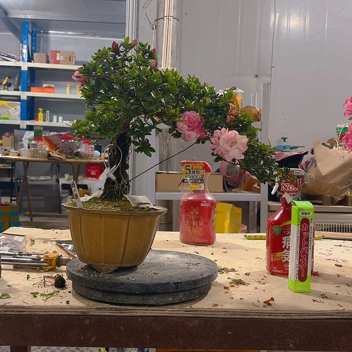 无花朵记*杜鹃杜鹃杜鹃