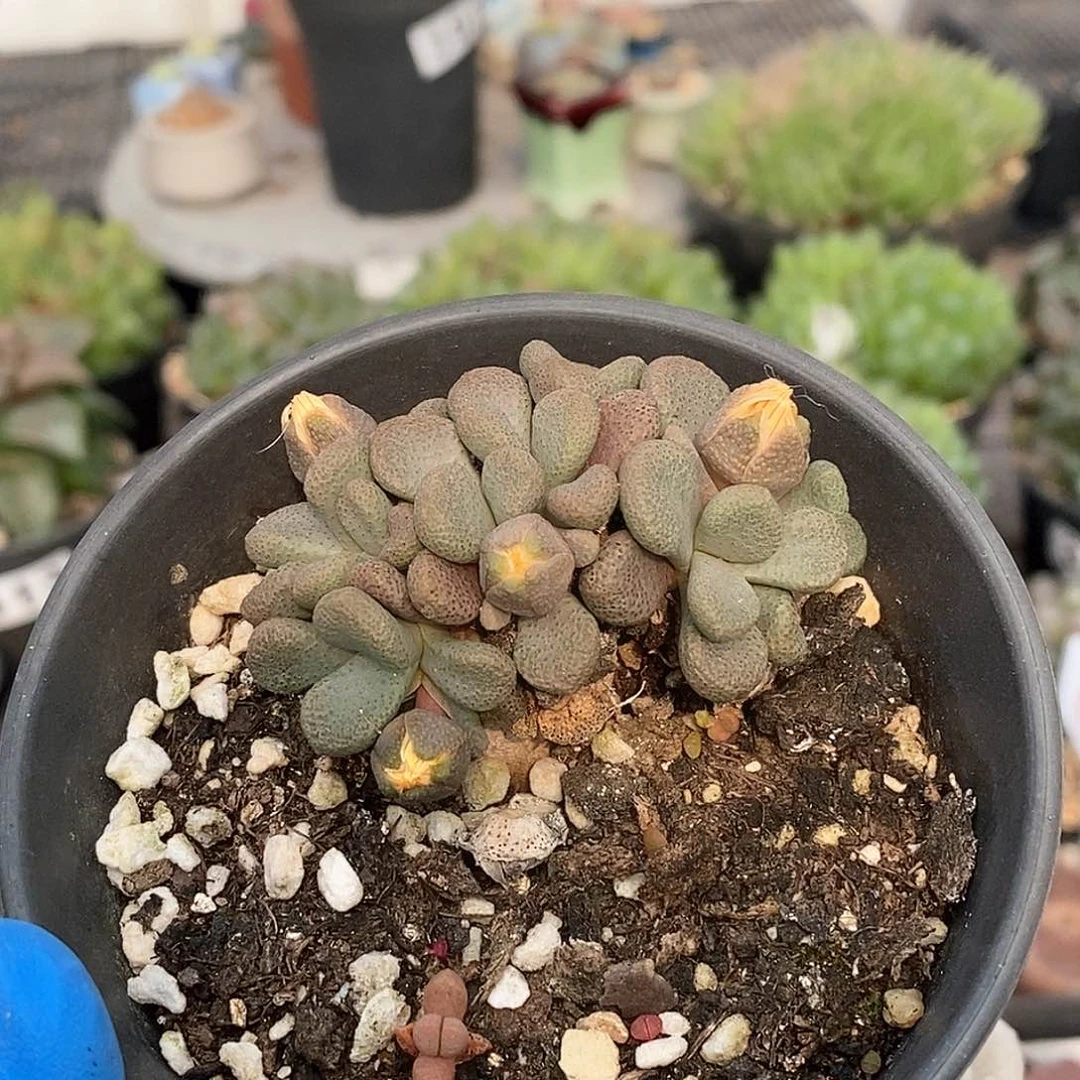 377 唐扇块根 带盆土