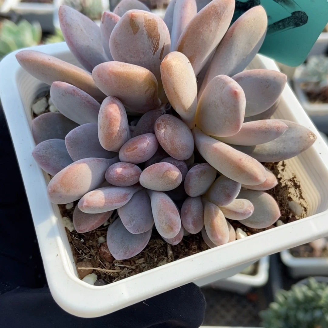 247粉兔多肉植物多肉