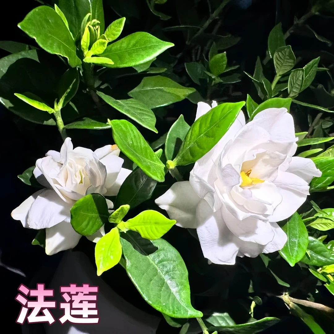 【法莲】贵货栀子花重瓣盆栽浓香多季花好养净化空气花卉绿植