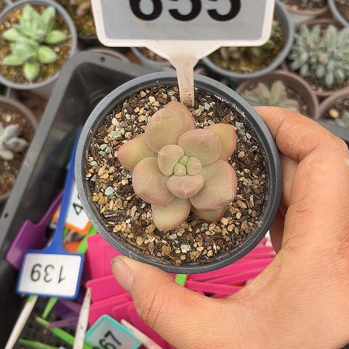多肉植物紫体胖体x系655