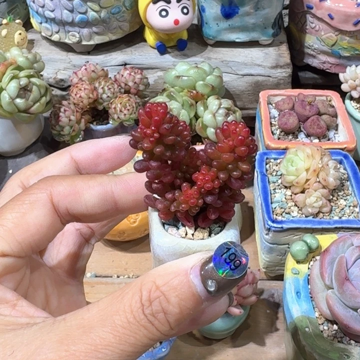 199 多肉含盆土 30远包邮 ➗偏远地区