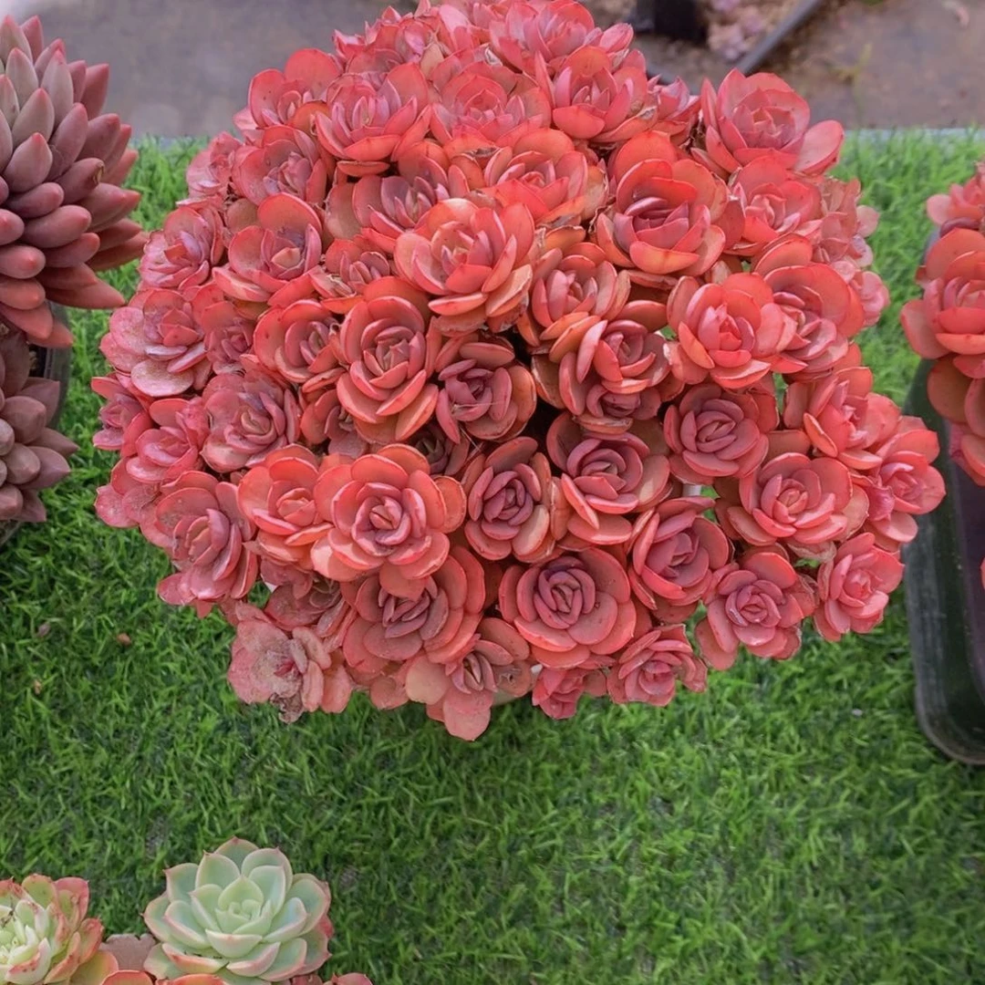 秀妍 一物一拍 多肉