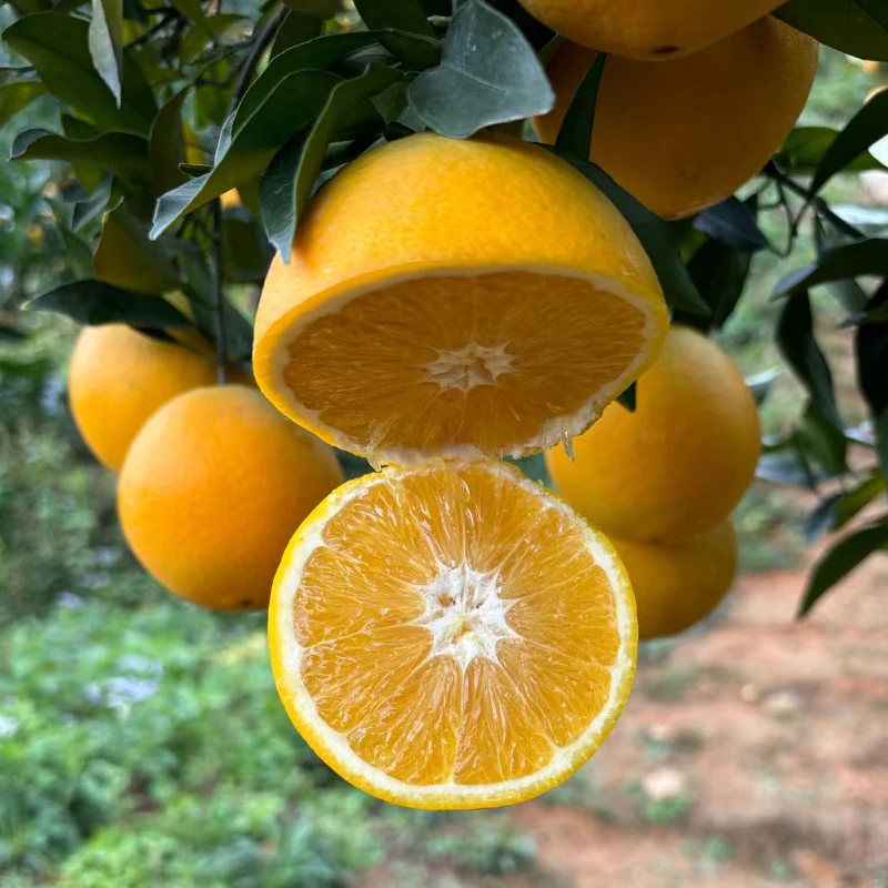 【京东发货】助力江西赣南脐橙 4.5-8.5斤 果香浓郁 鲜甜多汁