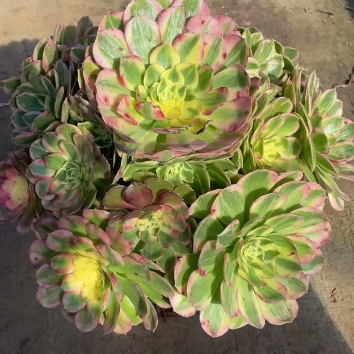999海仙精品法师多肉