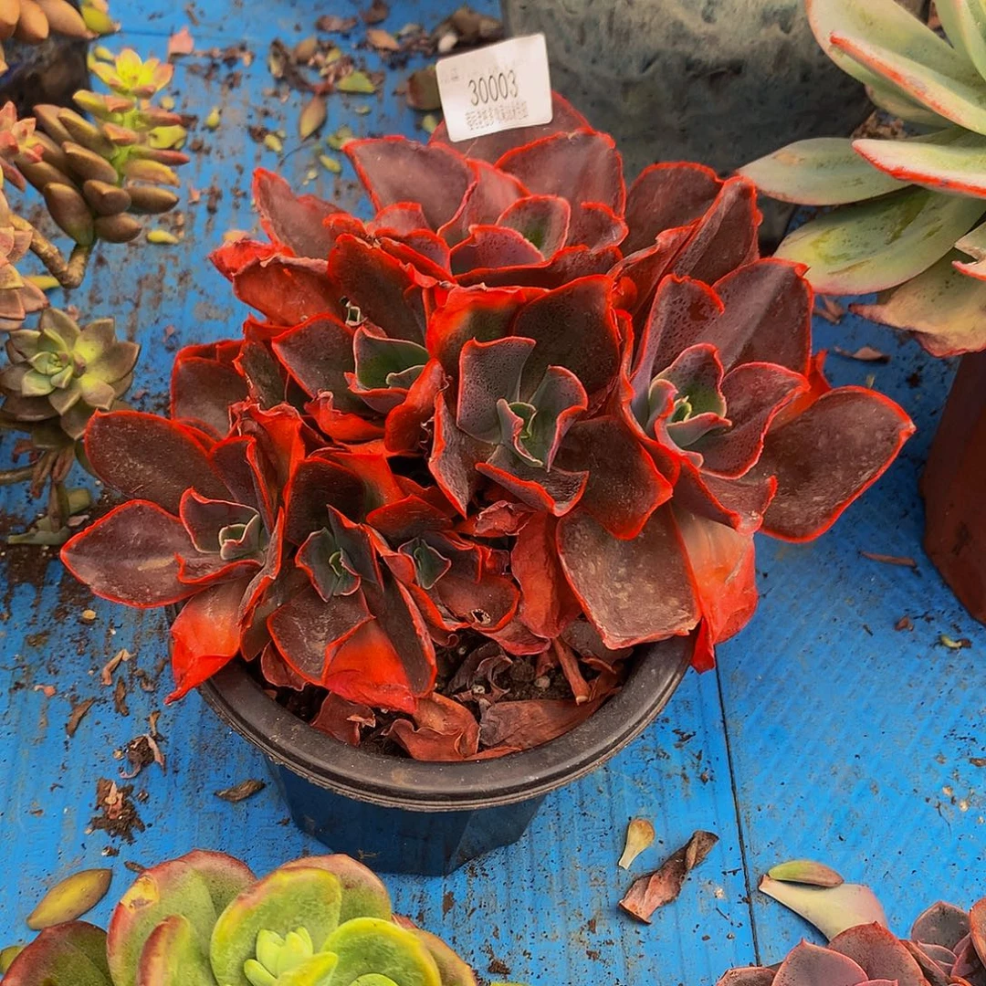 娟***丶红酒杯玫瑰30003。