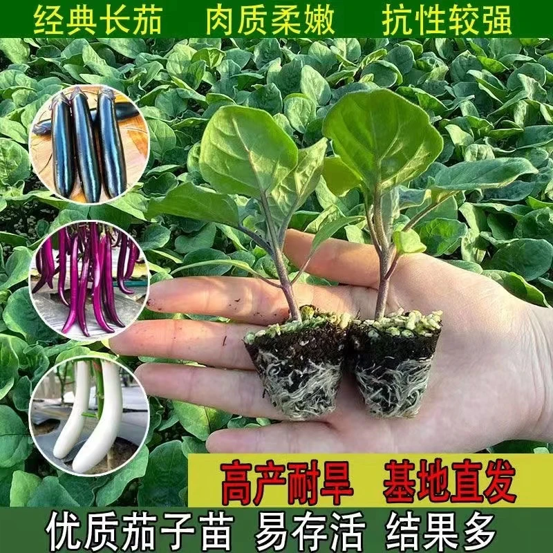 高产茄子秧苗紫长茄子苗黑长茄苗杭茄苗紫圆茄苗青茄苗白茄苗盆栽