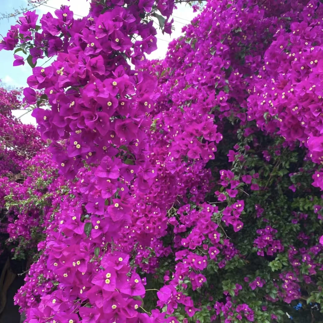 Q 云南紫三角梅 大盆带花原盆原土 发货运输中掉花掉叶子正常现象