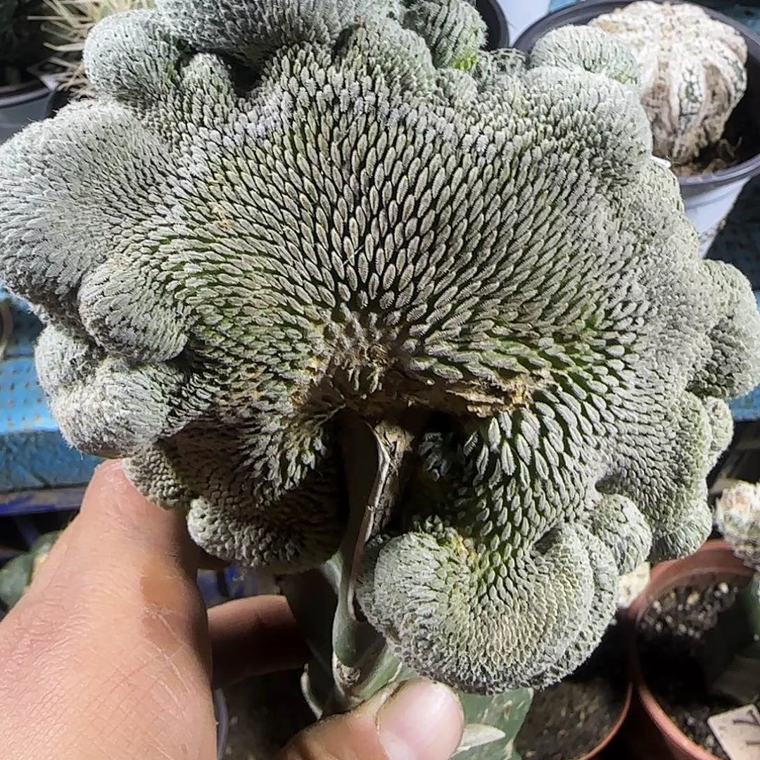 精巧丸缀化914仙人球