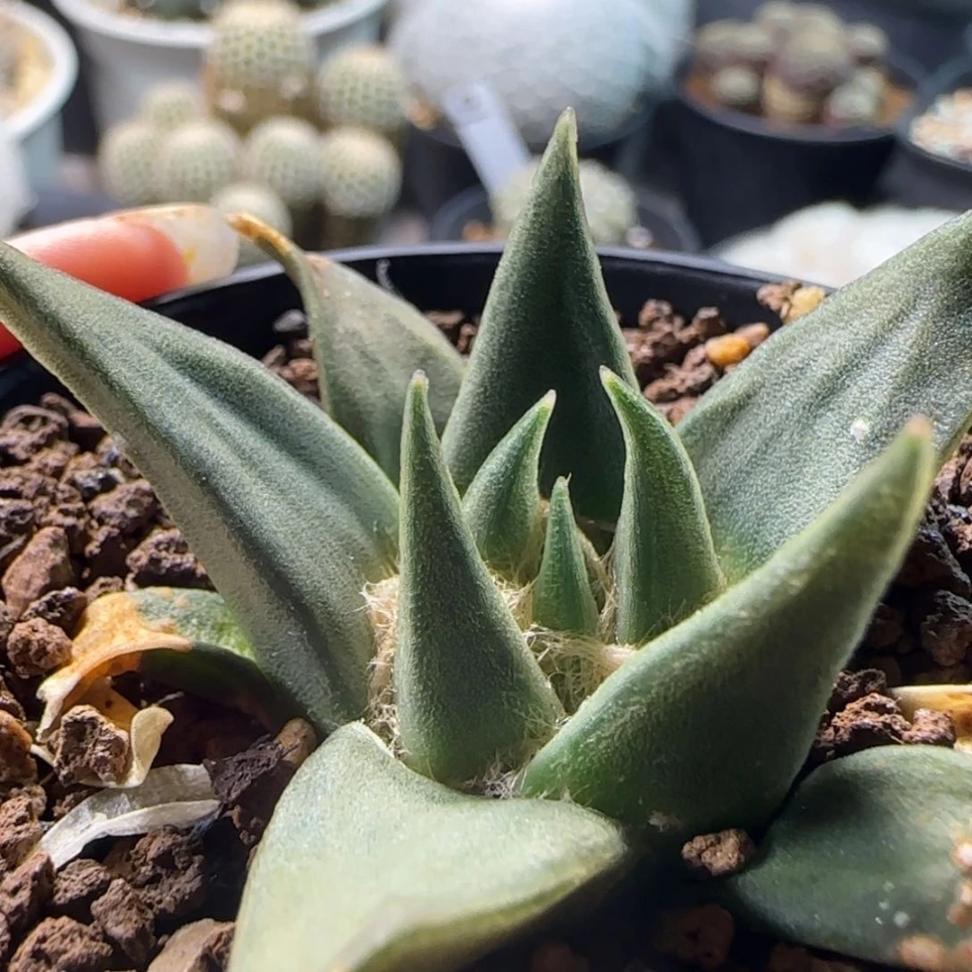 424实生龙牙牡丹箐桃多肉