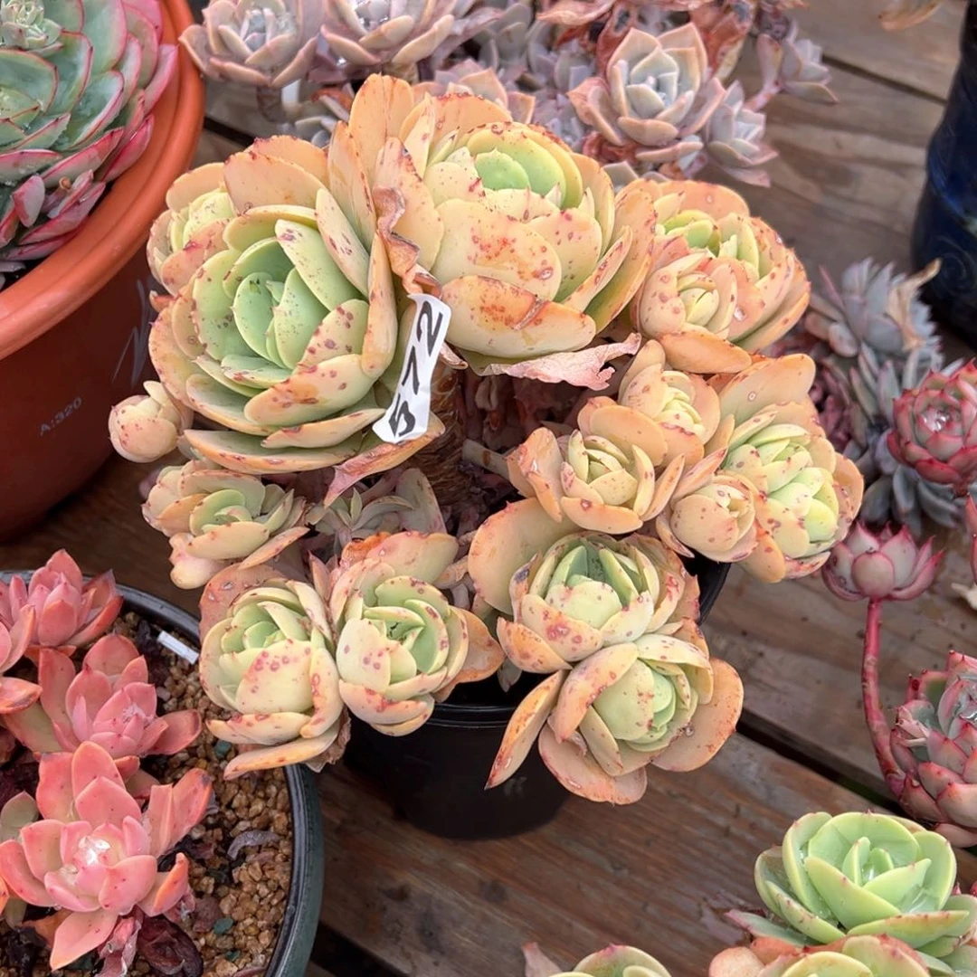 这***白碧桃多肉572号