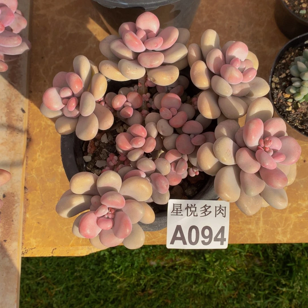 ～**～星悦多肉   A094