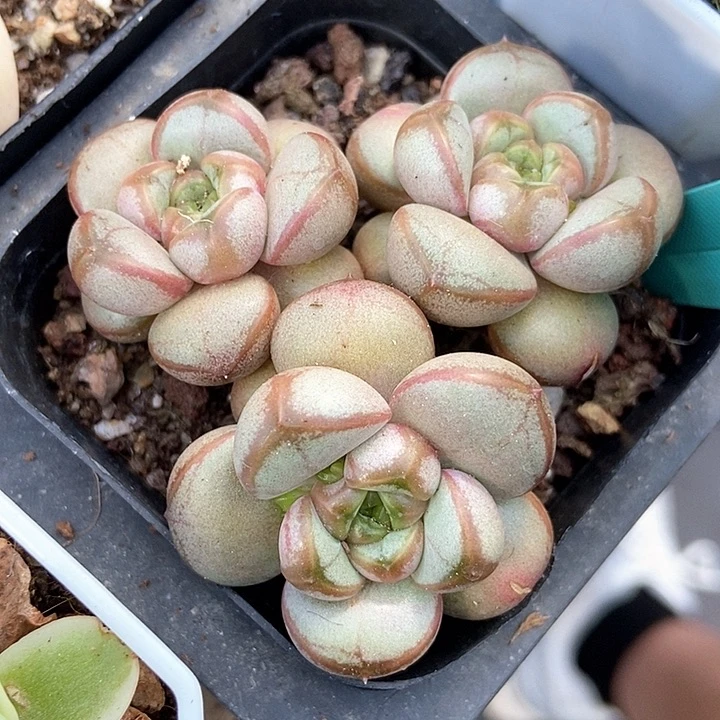 多肉植物葡萄512