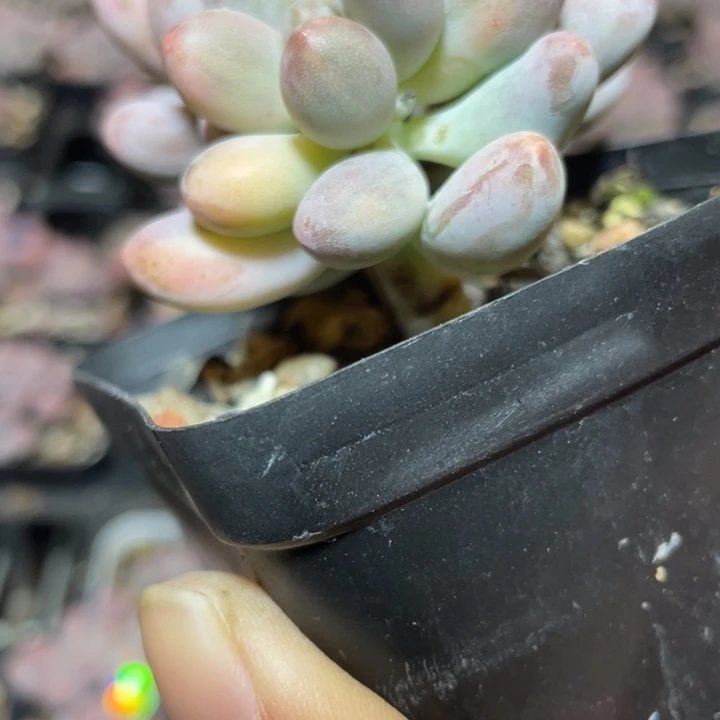 仙子奶酪锦多肉植物