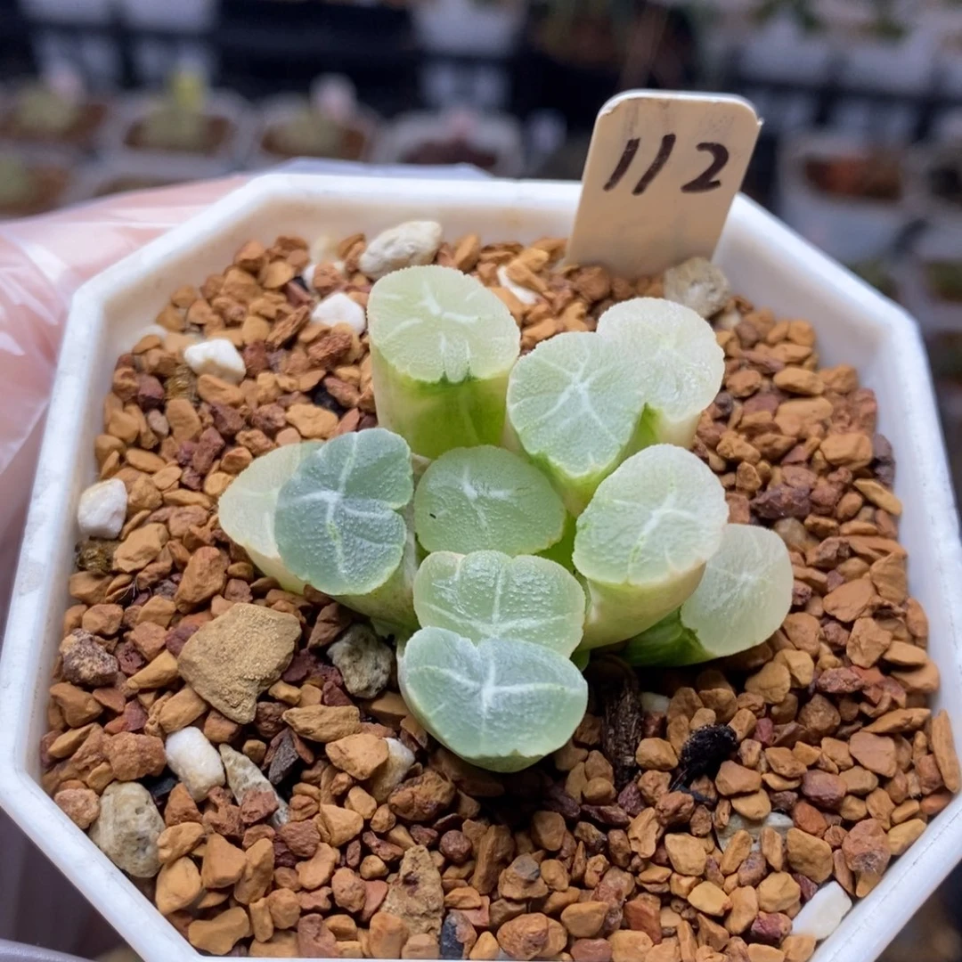 112号实生万象锦带盆发货