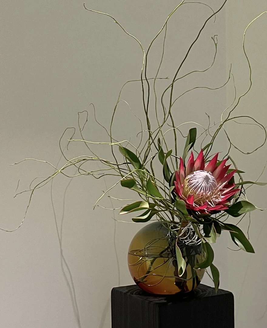 【妙花坊】南非进口花材帝王公主鲜花可做干花云南发货存放时间久