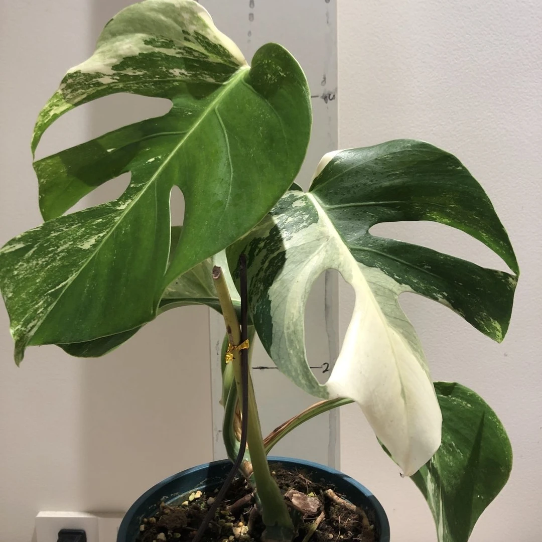 网红热植白锦龟背竹底座 根系爆盆 一物一拍 看好在拍 发出不退换