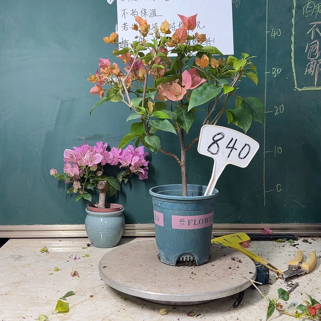 完全开放波伊斯玫瑰840