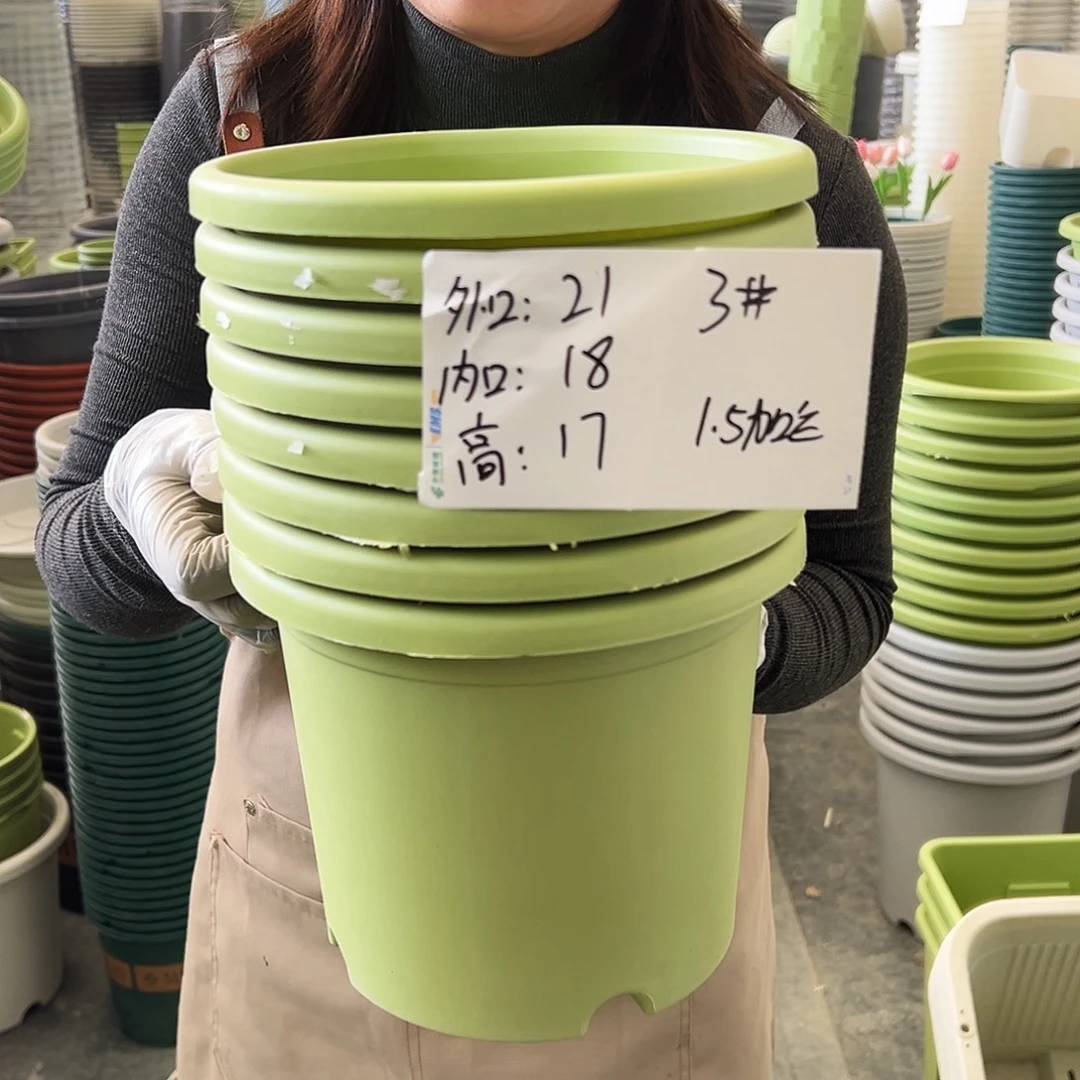 四季盆3#果绿色10个无托