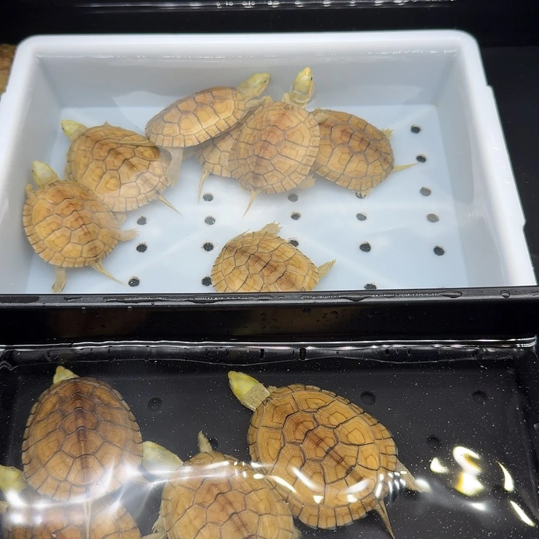 小***八绿毛龟母乌龟乌龟乌龟